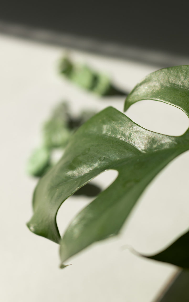 Vue de face des puces d’oreilles en forme de feuille de Monstera, modèle MAUI. Leur design épuré met en valeur les nervures stylisées de la feuille, symbole de fraîcheur et de style botanique.
Chaque boucle est imprimée en 3D à partir de nylon recyclé, puis teintée à la main dans une douce teinte de vert végétal. Un bijou minimaliste, ultraléger et fait au Québec, parfait pour un look naturel et contemporain.